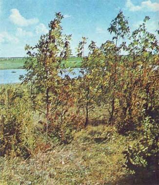 Сборник - Природа донского края