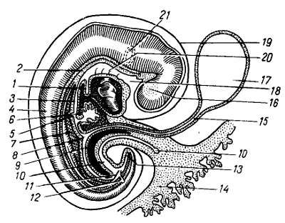Михаил Привес, Николай Лысенков и др. - Анатомия человека