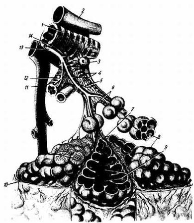 Михаил Привес, Николай Лысенков и др. - Анатомия человека