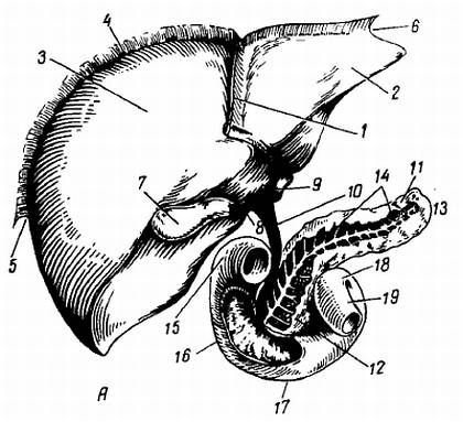 Михаил Привес, Николай Лысенков и др. - Анатомия человека