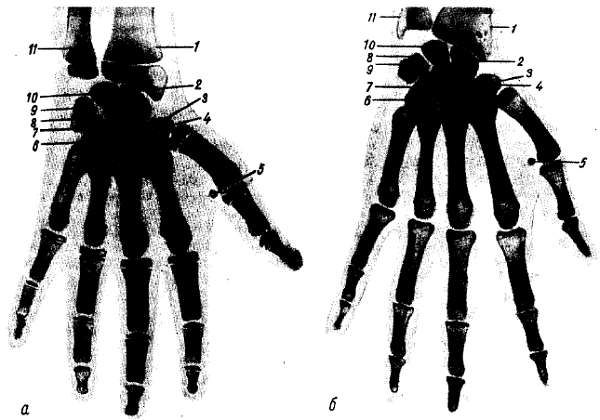 Михаил Привес, Николай Лысенков и др. - Анатомия человека