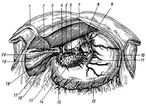 Михаил Привес, Николай Лысенков и др. - Анатомия человека