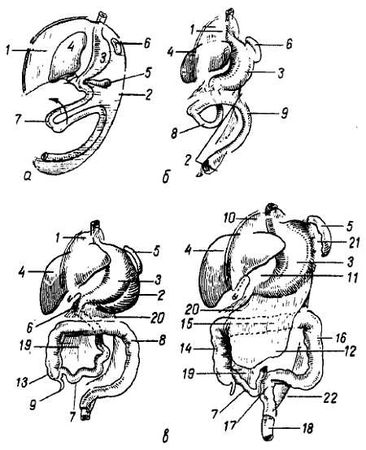 Михаил Привес, Николай Лысенков и др. - Анатомия человека