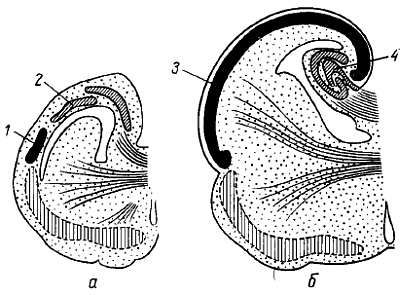 Михаил Привес, Николай Лысенков и др. - Анатомия человека