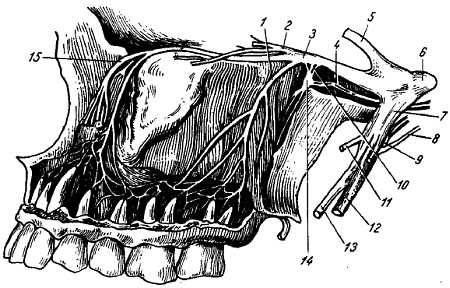 Михаил Привес, Николай Лысенков и др. - Анатомия человека