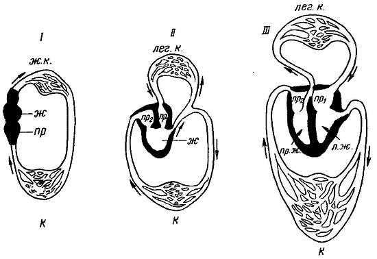 Михаил Привес, Николай Лысенков и др. - Анатомия человека