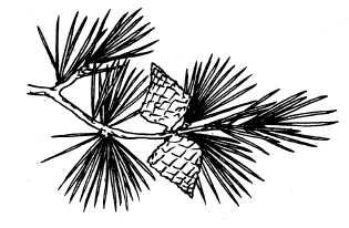 Ольга Веселовская - А свадьба пела и плясала...