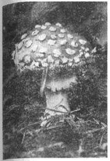 Михаил Величко - Маленькие путешествия вокруг большого города