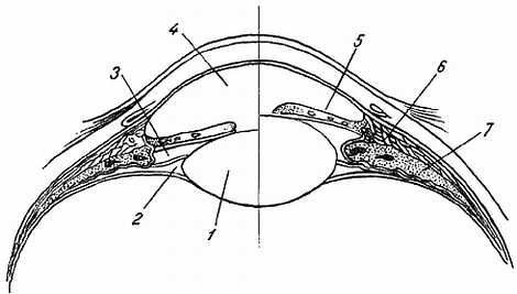 Михаил Привес, Николай Лысенков и др. - Анатомия человека