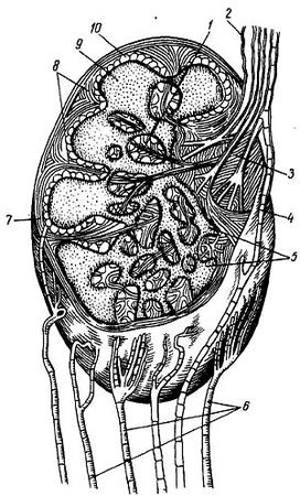 Михаил Привес, Николай Лысенков и др. - Анатомия человека