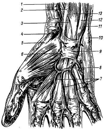 Михаил Привес, Николай Лысенков и др. - Анатомия человека