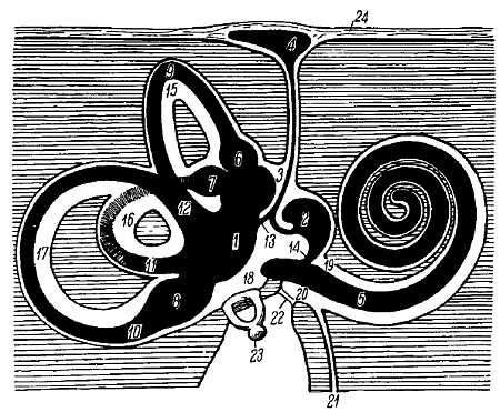 Михаил Привес, Николай Лысенков и др. - Анатомия человека