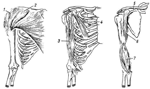 Михаил Привес, Николай Лысенков и др. - Анатомия человека