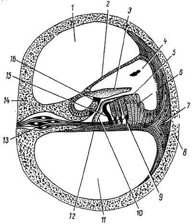 Михаил Привес, Николай Лысенков и др. - Анатомия человека