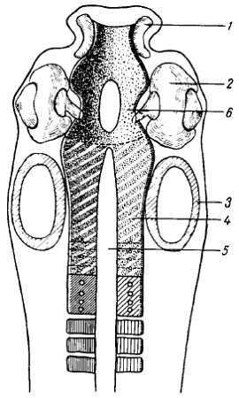 Михаил Привес, Николай Лысенков и др. - Анатомия человека