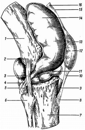 Михаил Привес, Николай Лысенков и др. - Анатомия человека
