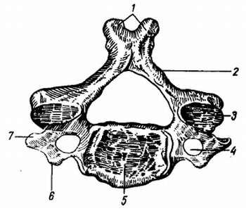 Михаил Привес, Николай Лысенков и др. - Анатомия человека