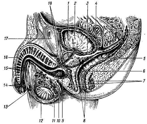Михаил Привес, Николай Лысенков и др. - Анатомия человека