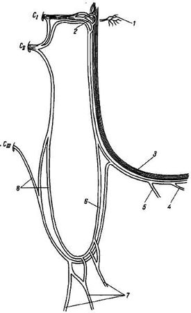 Михаил Привес, Николай Лысенков и др. - Анатомия человека