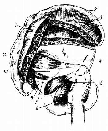 Михаил Привес, Николай Лысенков и др. - Анатомия человека