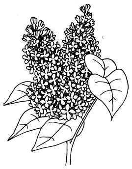 Ольга Веселовская - А свадьба пела и плясала...