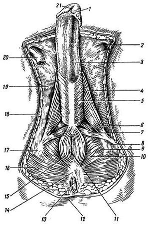 Михаил Привес, Николай Лысенков и др. - Анатомия человека