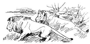 Бернгард Гржимек - Среди животных Африки