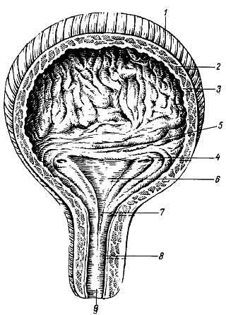 Михаил Привес, Николай Лысенков и др. - Анатомия человека