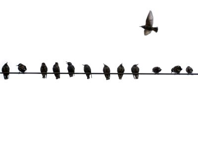 Роман Шмараков - Книга скворцов (журнальный вариант)