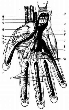 Михаил Привес, Николай Лысенков и др. - Анатомия человека