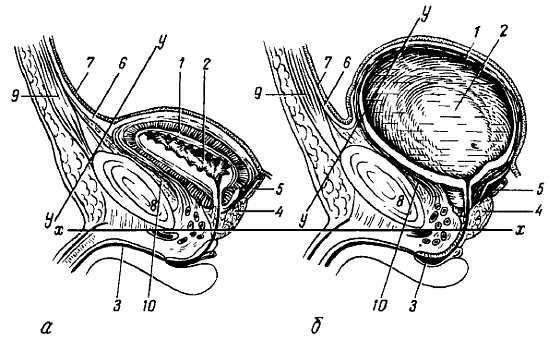 Михаил Привес, Николай Лысенков и др. - Анатомия человека