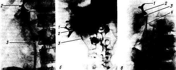 Михаил Привес, Николай Лысенков и др. - Анатомия человека