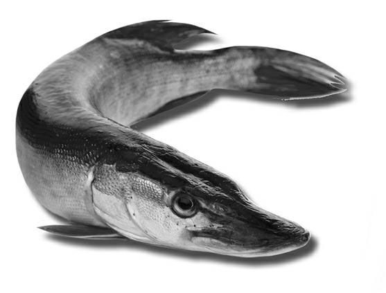 Андрей Галич - 500 советов рыболову