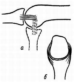 Михаил Привес, Николай Лысенков и др. - Анатомия человека