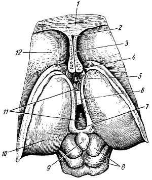 Михаил Привес, Николай Лысенков и др. - Анатомия человека