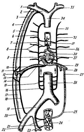Михаил Привес, Николай Лысенков и др. - Анатомия человека