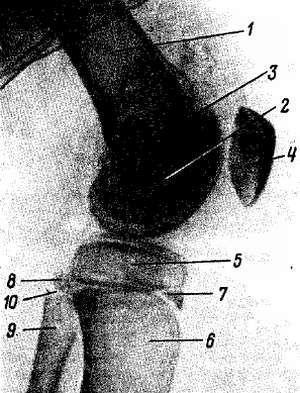 Михаил Привес, Николай Лысенков и др. - Анатомия человека