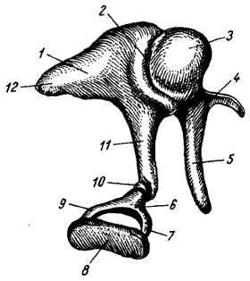 Михаил Привес, Николай Лысенков и др. - Анатомия человека