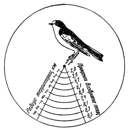 Леонид Соколов - Почему перелетные птицы возвращаются домой