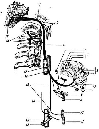 Михаил Привес, Николай Лысенков и др. - Анатомия человека