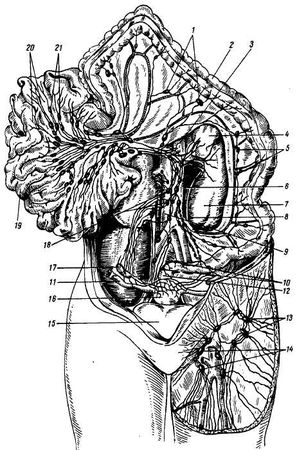 Михаил Привес, Николай Лысенков и др. - Анатомия человека
