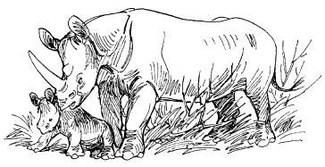 Бернгард Гржимек - Среди животных Африки