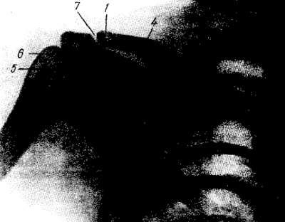 Михаил Привес, Николай Лысенков и др. - Анатомия человека