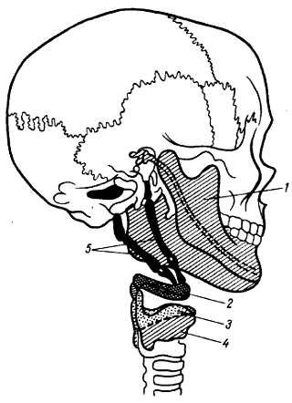 Михаил Привес, Николай Лысенков и др. - Анатомия человека