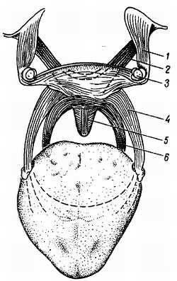 Михаил Привес, Николай Лысенков и др. - Анатомия человека
