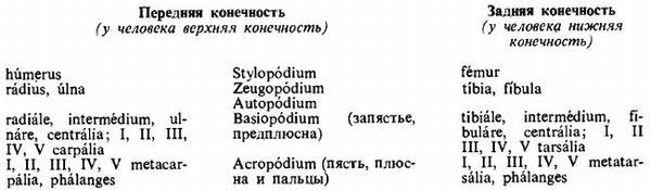 Михаил Привес, Николай Лысенков и др. - Анатомия человека
