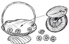 Поделки из природных материалов