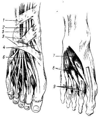 Михаил Привес, Николай Лысенков и др. - Анатомия человека