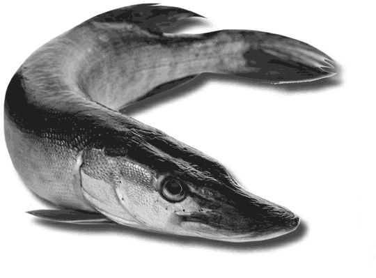 Андрей Галич - 500 советов рыболову