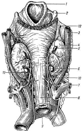 Михаил Привес, Николай Лысенков и др. - Анатомия человека